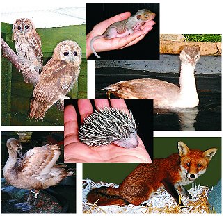Some of our patients - more info below