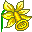 Daffodil