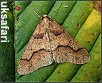 Variations of the Mottled Umber markings - Photo  Copyright 2004 Dean Stables