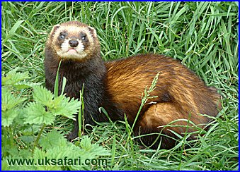 polecat.jpg