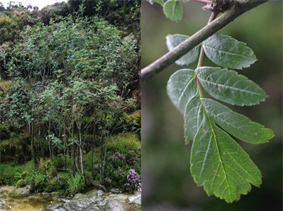 Catacol Whitebeam