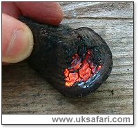 Alfred's cake fungi alight - Photo  Copyright 2003 Gary Bradley