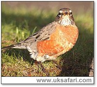 American Robin - Photo  Copyright 2005 Steve Botham