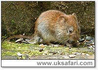 Bank Vole - Photo  Copyright 2003 Gary Bradley