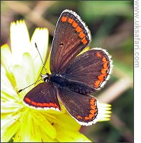 Brown Argus - Photo  Copyright 2006 Dean Eades