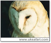 Barn Owl Listening for Prey - Photo  Copyright 2001 Gary Bradley