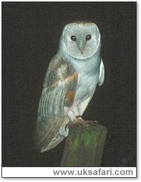 Barn Owl Perching Photo  Copyright 2001 Gary Bradley