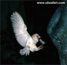 Barn Owl with Prey - Photo  Copyright 2003 Martin Bailey