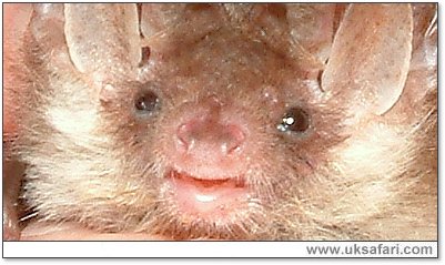 Brown Long-eared Bat - Photo  Copyright 2006 Gary Bradley