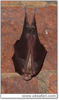 Greater Horseshoe Bat - Photo  Copyright 2005 Roger Jones