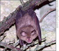 Lesser Horseshoe Bat - Photo  Copyright 2007 Janice Whittington