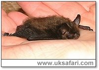 Whiskered Bat - Photo  Copyright 2002 Gary Bradley