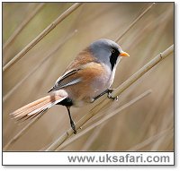 Bearded Reedling - Photo  Copyright 2006 Dean Eades