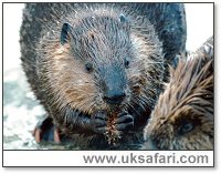 Beavers - Photo  Copyright 1983 Gary Bradley