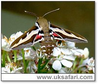 Bedstraw Hawk-moth - Photo  Copyright 2007 Nigel Harland