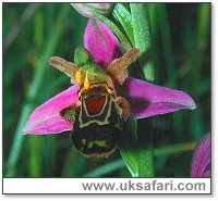Bee Orchids - Photo  Copyright 2001 Gary Bradley
