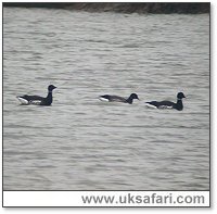 Black Brant Geese - Photo  Copyright 2005 Steve Botham