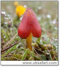 Blackening Wax Caps - Photo  Copyright 2004 Steve Botham