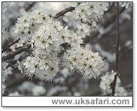 Blackthorn in Flower - Photo  Copyright 2002 Gary Bradley