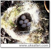 Blue Tit Nest - Photo  Copyright 2001 Gary Bradley