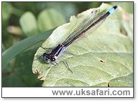 Identify+dragonflies+uk