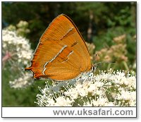 Brown Hairstreak - Photo  Copyright 2005 Gary Bradley