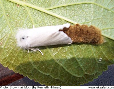 Brown-tail Moths - Euproctis chrysorrhoea - UK Safari