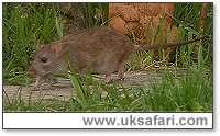 Brown Rat - Photo  Copyright 2004 Vincent Timothy