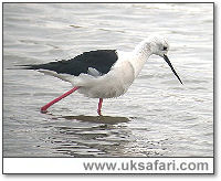 Black-Winged Stilt - Photo  Copyright 2005 Steve Botham