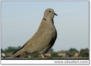 Collared Dove with Canker - Photo  Copyright 2006 Andy Meads