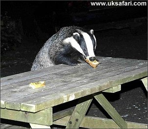 Badger Photo  Copyright 2006 Carole Mason