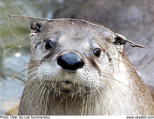 Otter by Lee Summersby