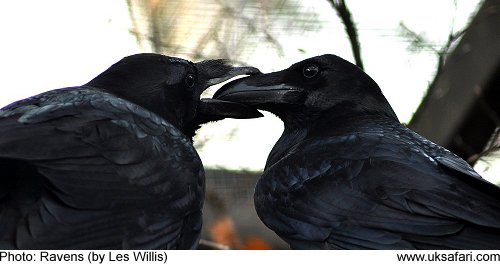 Ravens by Les Willis