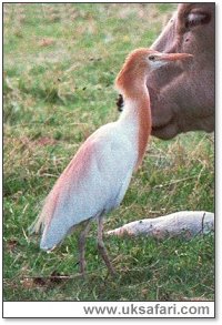 Cattle Egret - Photo  Copyright 2000 Gary Bradley