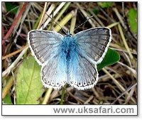 Chalk-hill Blue - Photo  Copyright 2006 Sandra Monk