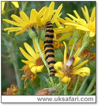 Cinnabar Moth Caterpillar - Photo  Copyright 2004 Gary Bradley