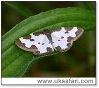 Clouded Border Moth - Photo  Copyright 2005 Julie Dawson