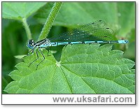 Common Blue Damselfly - Photo  Copyright 2003 Gary Bradley