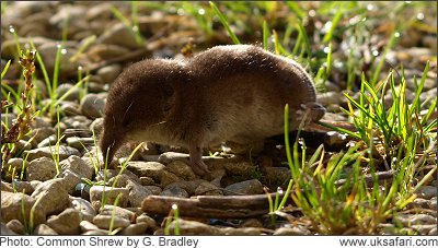 Common Shrew - Photo  Copyright 2008 G. Bradley