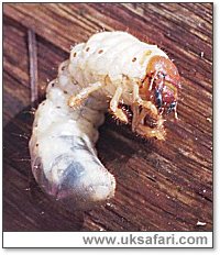 Cockchafer Larva - Photo  Copyright 2001 Gary Bradley