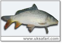 Common Carp - Photo  Copyright 2004 Sue North