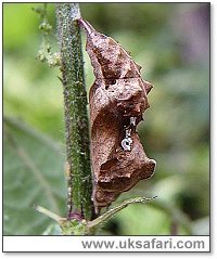 Comma Pupa - Photo  Copyright 2004 Dean Stables