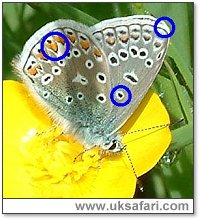 Common Blue - Photo  Copyright 2003 Gary Bradley