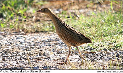 Corncrake - Photo  Copyright 2009 Steve Botham