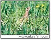 Corncrake - Photo  Copyright 2002 Nicole Burgum