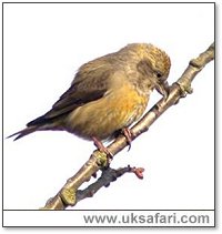 Female Crossbill - Photo  Copyright 2006 Steve Botham: s.botham@ntlworld.com