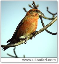 Male Crossbill - Photo  Copyright 2006 Dean Eades