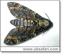Death's-Head Hawk-Moth - Photo  Copyright 2003 Pam Benjamin