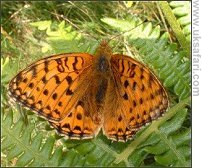 Dark Green Fritillary - Photo  Copyright 2007 David Liddle