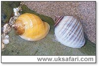 Dog Whelks - Photo  Copyright 2002 Gary Bradley